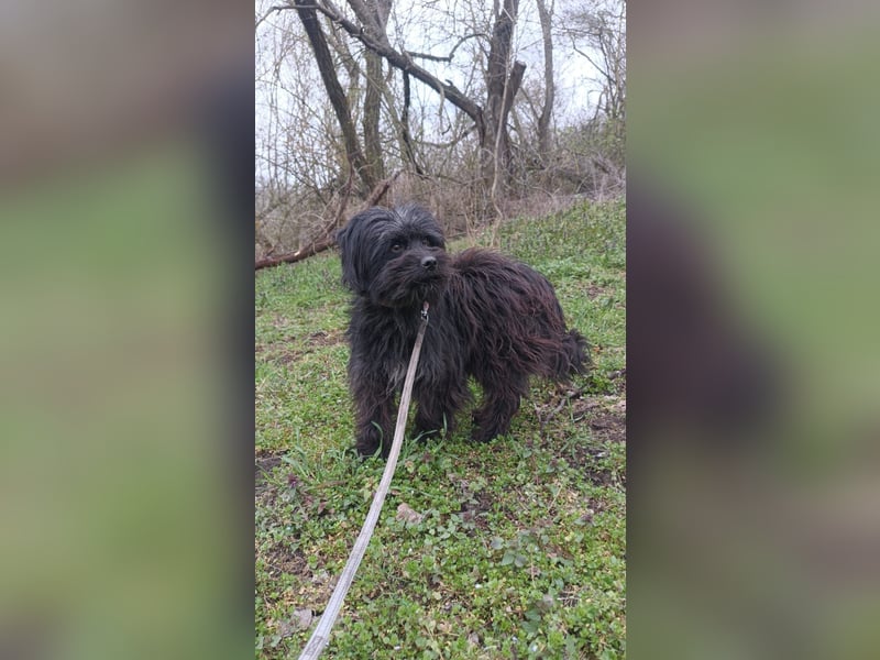 Kalle Tierschutzhund sucht ein Zuhause