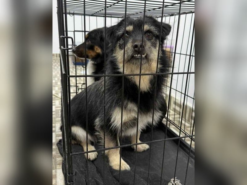 ⭐️Tahia⭐️, kleine Zottel-Maus, Hündin, 1,5 Jahre, 30 cm, Mischling, Tierschutz