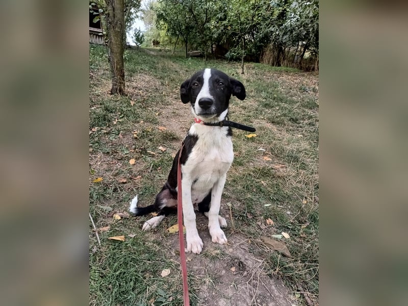 Ziko Tierschutzhund  sucht ein Zuhause