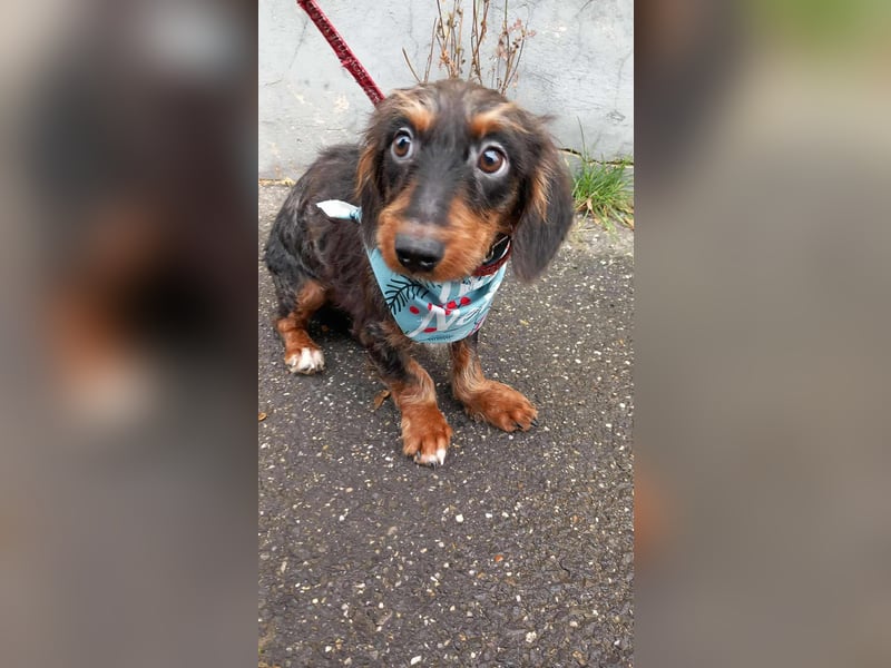 der süße kleine Chip sucht seine Familie