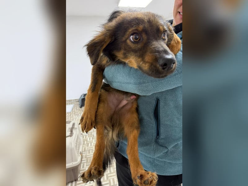 ⭐️Herro⭐️, Herzensbrecher, Rüde, 11 Monate, 38 cm, Mischling, Tierschutz