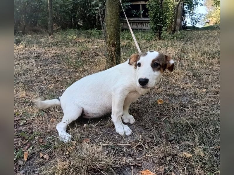 Lumi Tierschutzhund sucht ein Zuhause