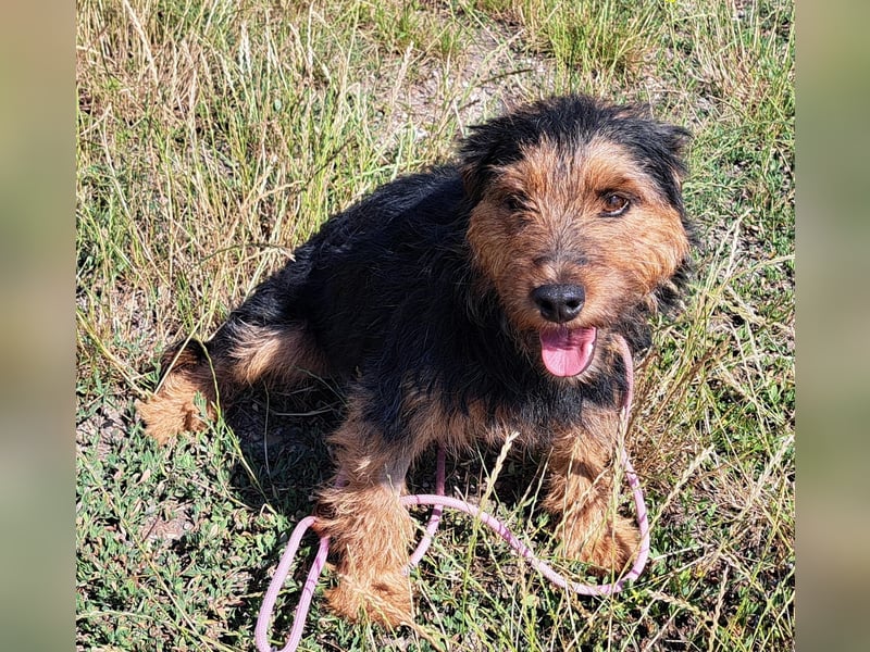 Bubu - kleiner Terrier-Mix mit großem Herzen sucht sein Zuhause