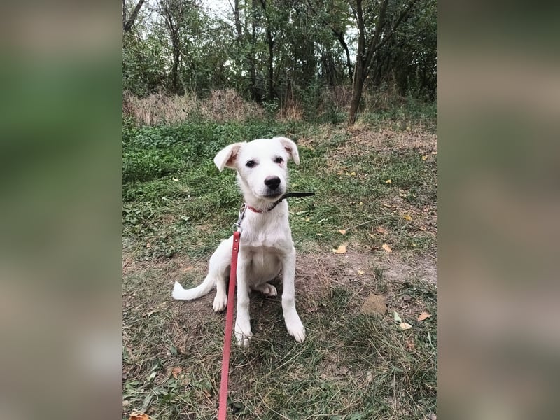 Zeus Tierschutzhund sucht ein Zuhause