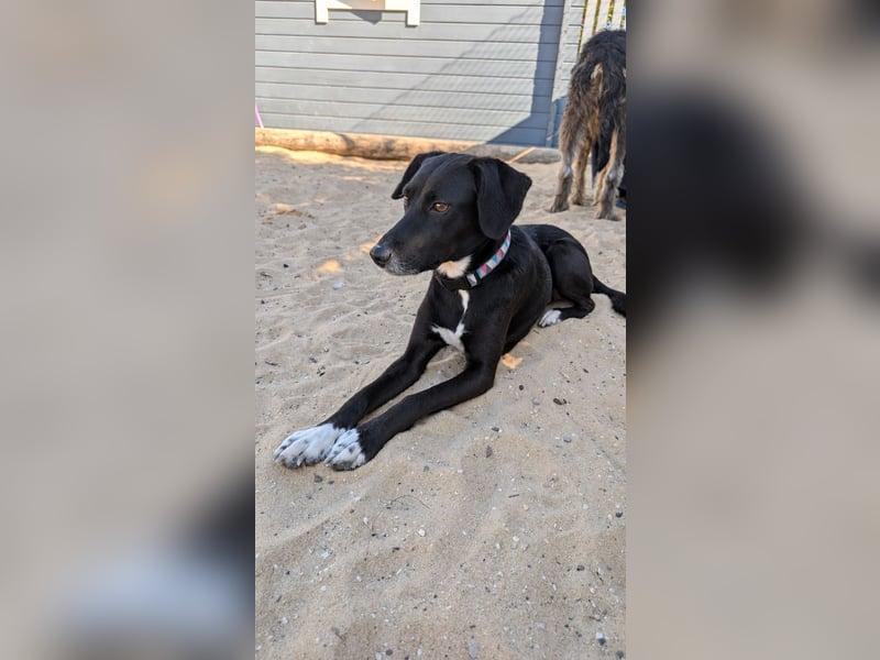 Zauberhafte Sophie wartet in Portugal auf unserem Tierschutzhof!