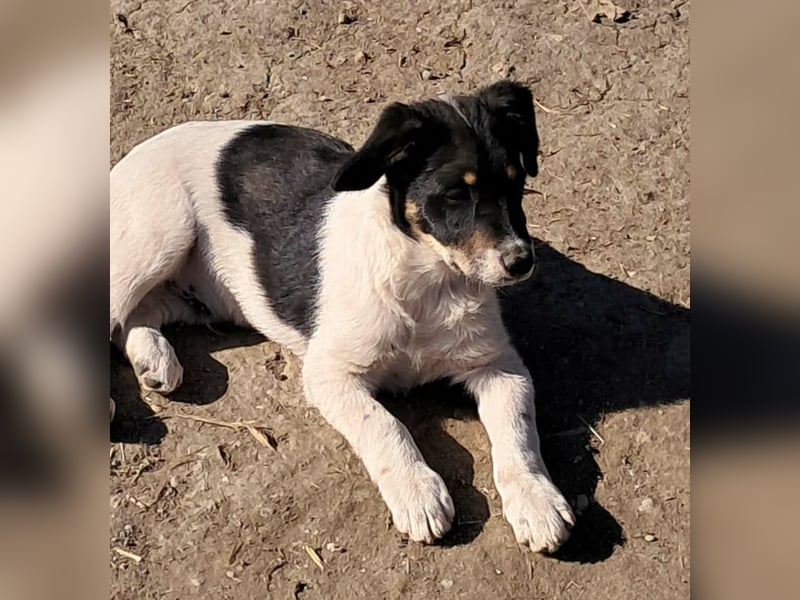 Vidar, kleiner Hundemann sucht sein Körbchen