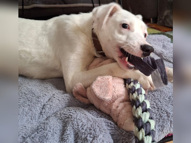 ARTEMIS, lustige Lakritz-Nase, 1 Jahr, 40 cm, Mischlingsmädchen, Tierschutz, Pflegestelle 53773