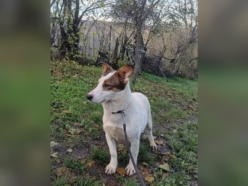 Lumi Tierschutzhund sucht ein Zuhause
