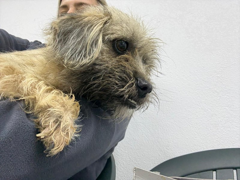 ⭐️Bruna⭐️, Knuddelmaus, Hündin, 2 Jahre, 30 cm, Mischling, Tierschutz