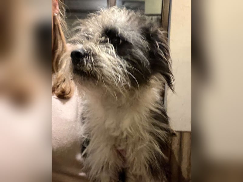 ⭐️ZOTTEL⭐️, Rüde, 1 Jahr, 30 cm, Mischling, Tierschutz