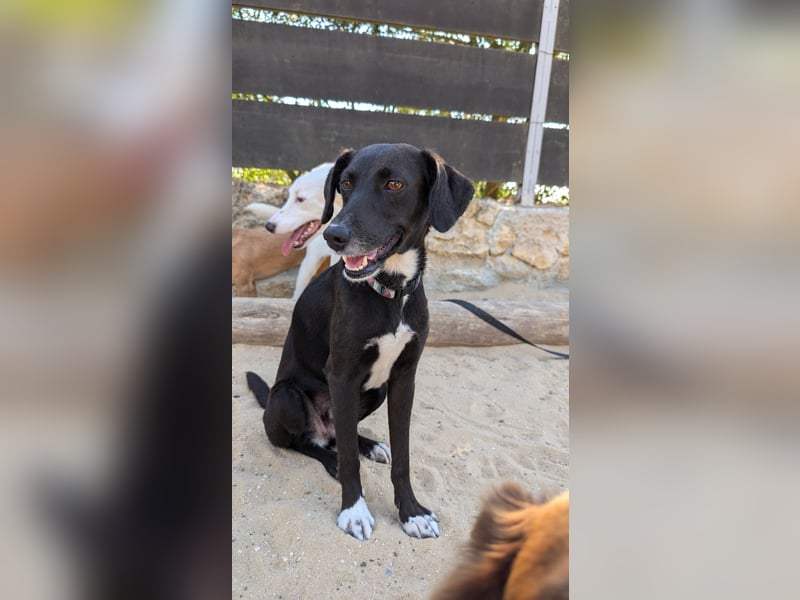 Zauberhafte Sophie wartet in Portugal auf unserem Tierschutzhof!
