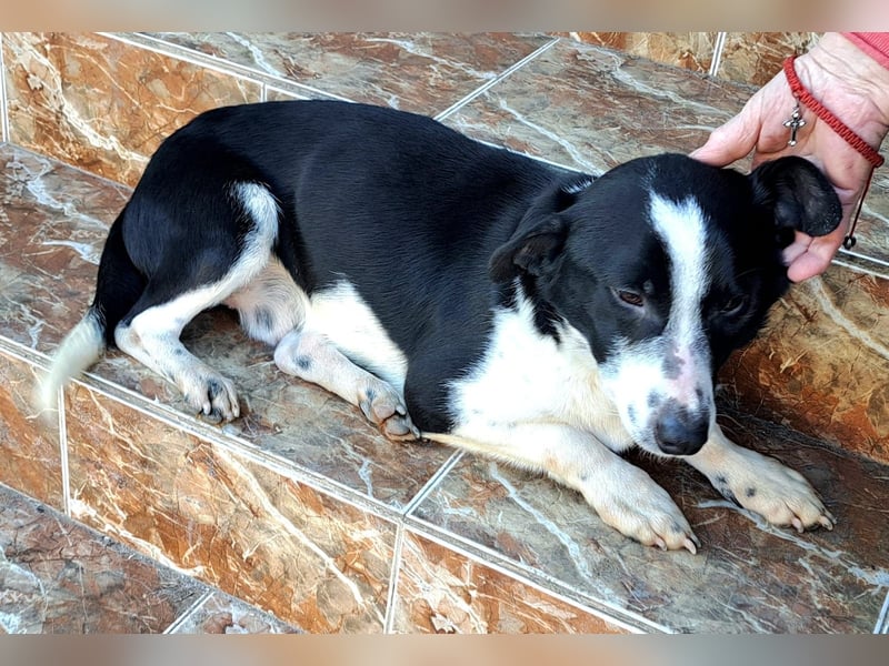 Bernie habe ich aus dem Tötungsshelter gerettet, nun wartet er sehnsüchtig auf ein Zuhause
