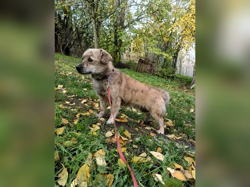 Mirko Tierschutzhund sucht ein Zuhause