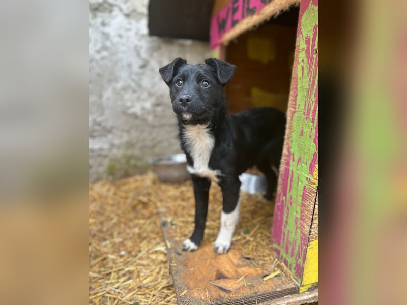 SCHNUCKI, lebensfrohe kleine Entdeckerin, Hündin, 6 Monate, 36 cm, Mischling, Tierschutz