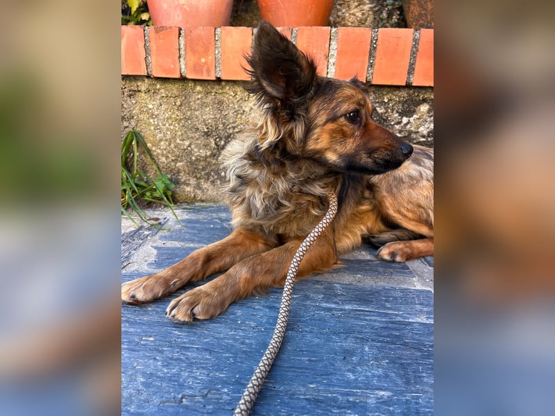 Zauberhafter Joka wartet in Portugal auf unserem Tierschutzhof!