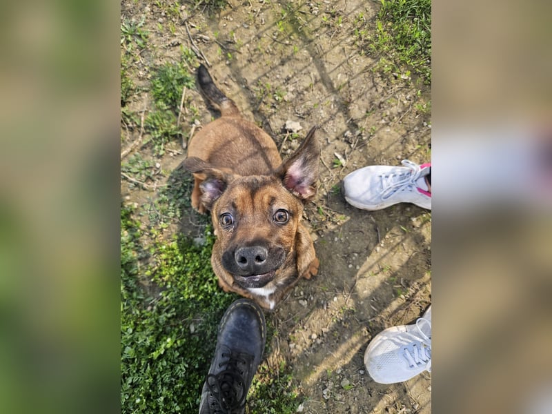 Gazsi sucht seine Menschen