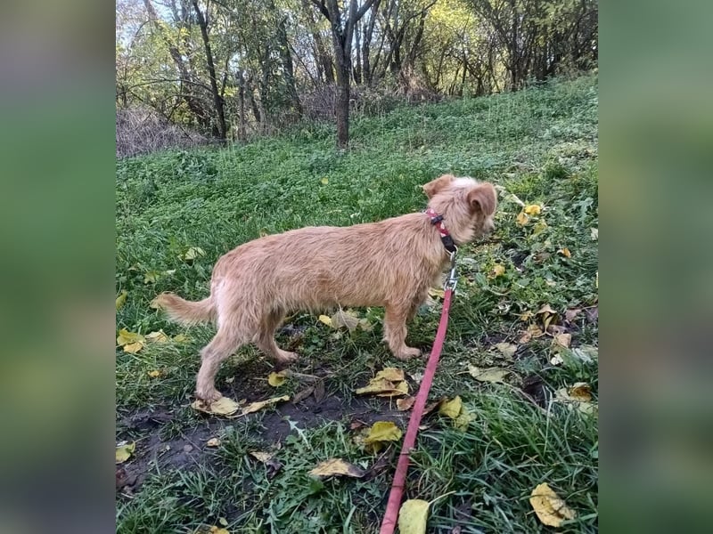 Ruby Tierschutzhund sucht ein Zuhause