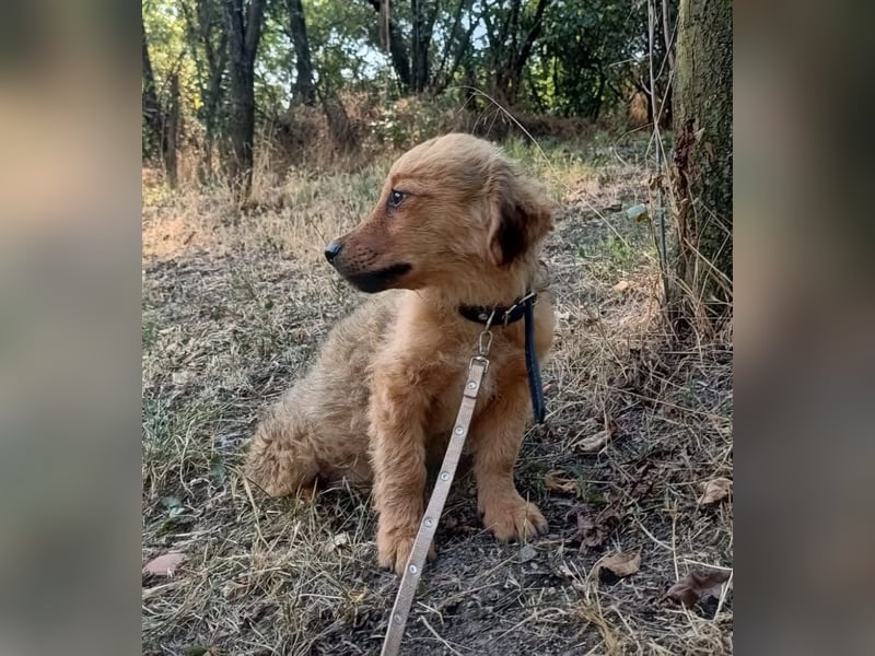 Leo Tierschutzhund sucht ein Zuhause