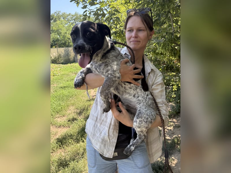 Rocky sucht sein Für Immer Zuhause