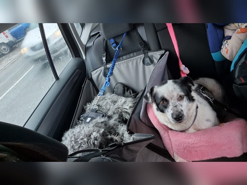 Daisy sucht ihre Herzensmenschen