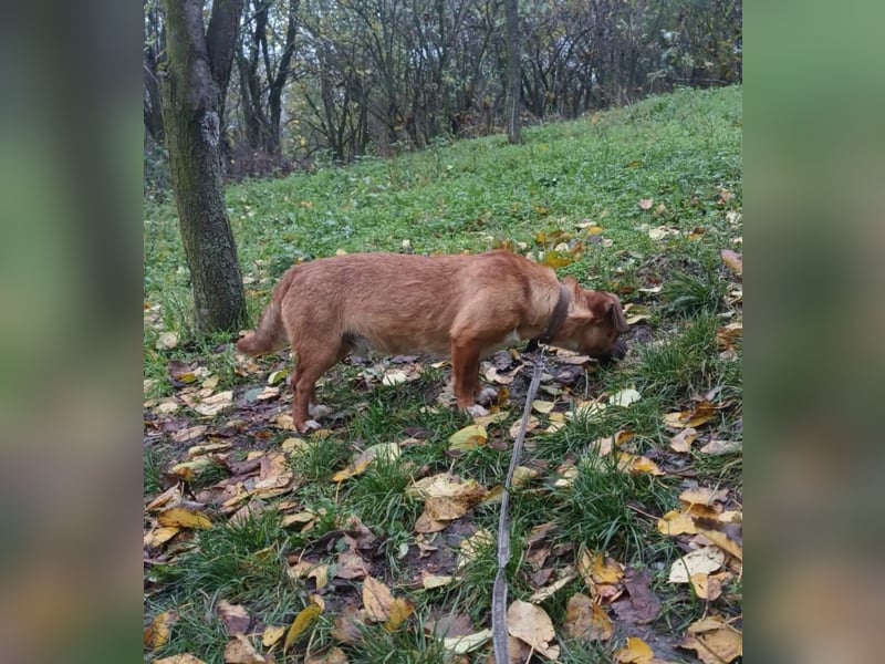 Peter Tierschutzhund sucht ein Zuhause