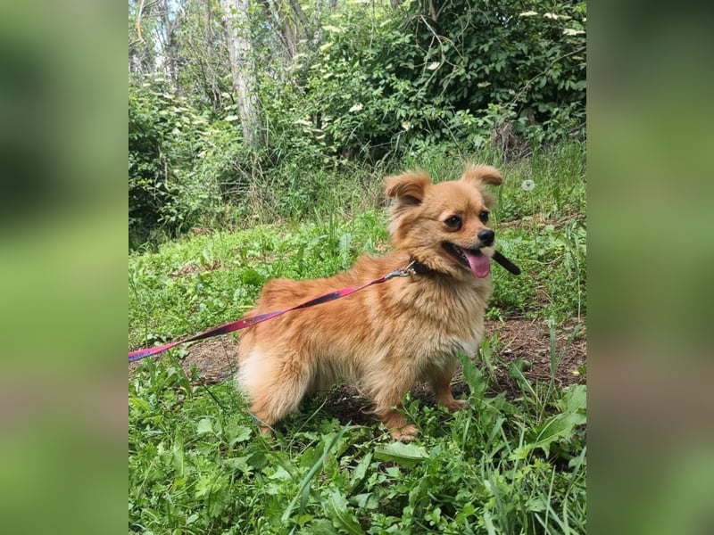 Luna Tierschutzhund sucht ein Zuhause