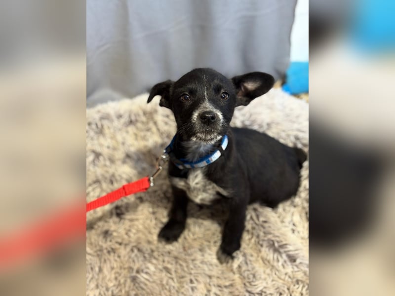 Gibst du Gerta eine Chance?