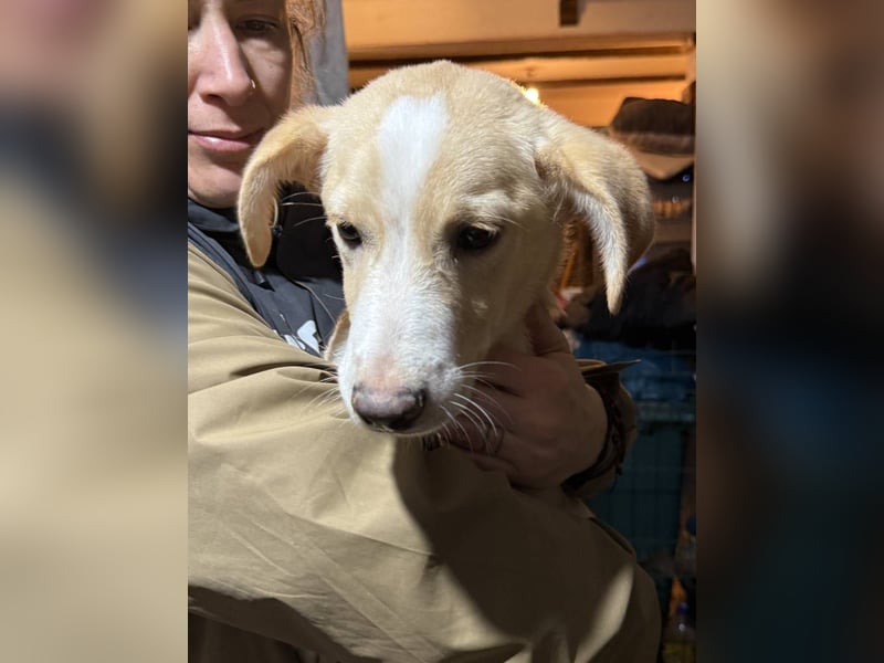 ⭐️Nurian⭐️, schüchterner Welpe, 6 Monate, 35 cm, Mischling, Tierschutz Rumänien