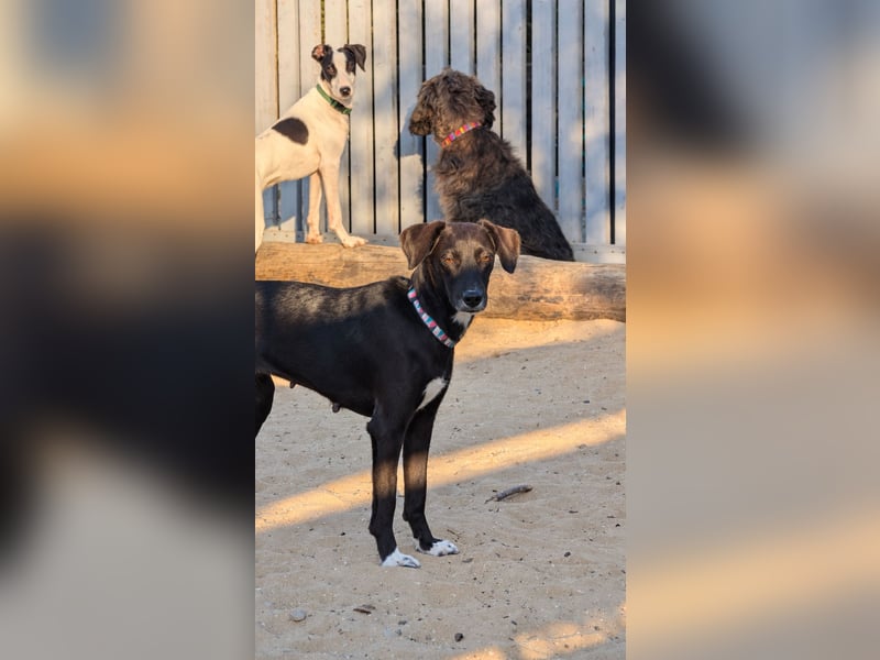 Zauberhafte Sophie wartet in Portugal auf unserem Tierschutzhof!