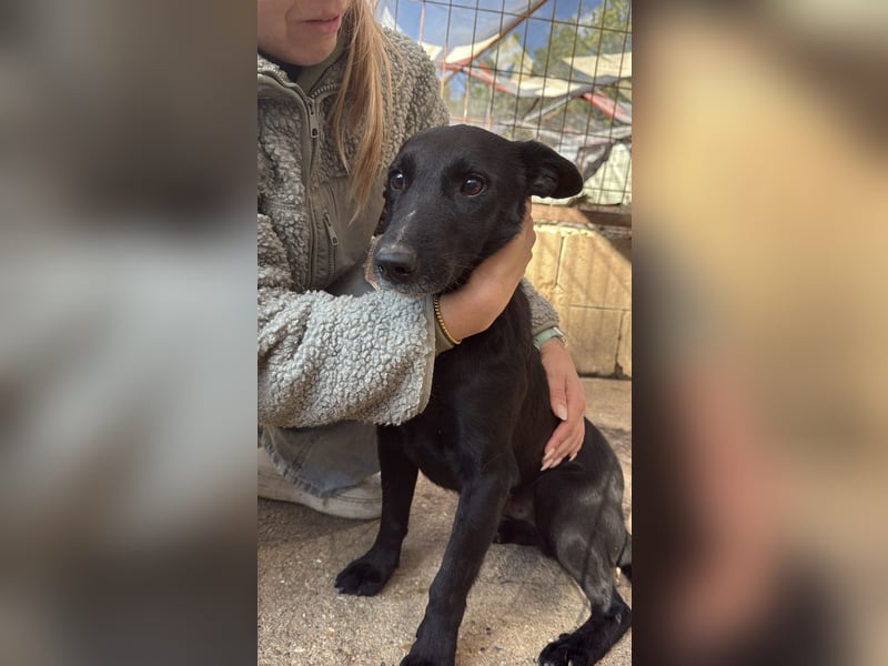 Majka, zarter, lieber Hundemann