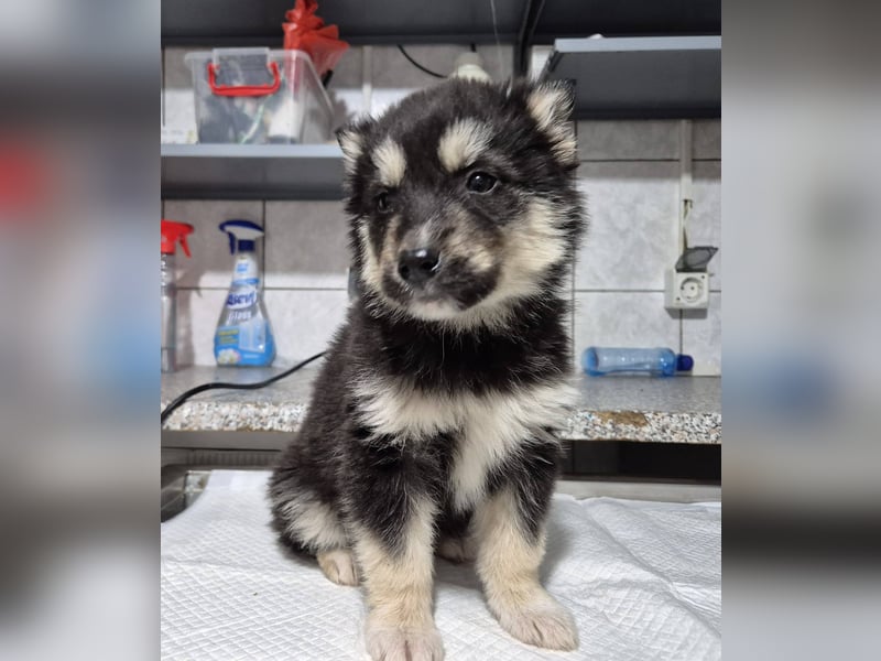 Welpenhündin Freggle schleicht sich in DEIN Herz