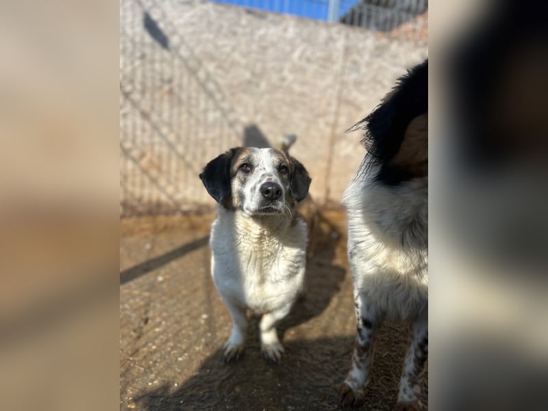 ⭐️BROOKE⭐️, Hündin, 1,5 Jahre, 32 cm, Mischling, Tierschutz