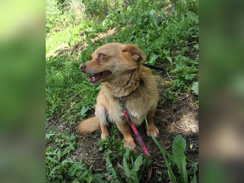Lina Tierschutzhund sucht ein Zuhause