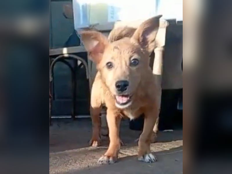 ⭐️GOLIATH⭐️, Mini-Rüde, 3 Jahre, 30 cm, Mischling, Tierschutz