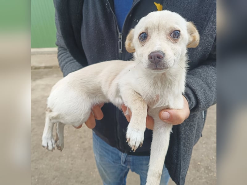 Bibe sucht ein Herz, das sie liebt