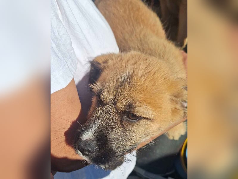 ⭐️JILL⭐️, lustiges Welpenmädchen, 3 Monate, 25 cm, Mischling, Tierschutz
