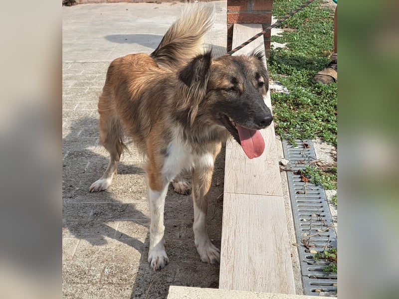 Die hübsche Roxi würde Rumänien so gerne verlassen