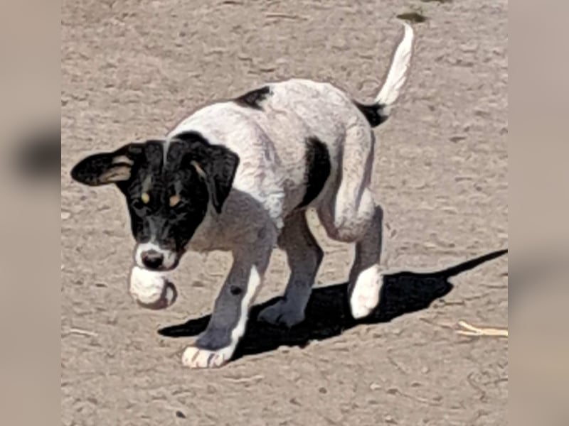 Vidar, kleiner Hundemann sucht sein Körbchen