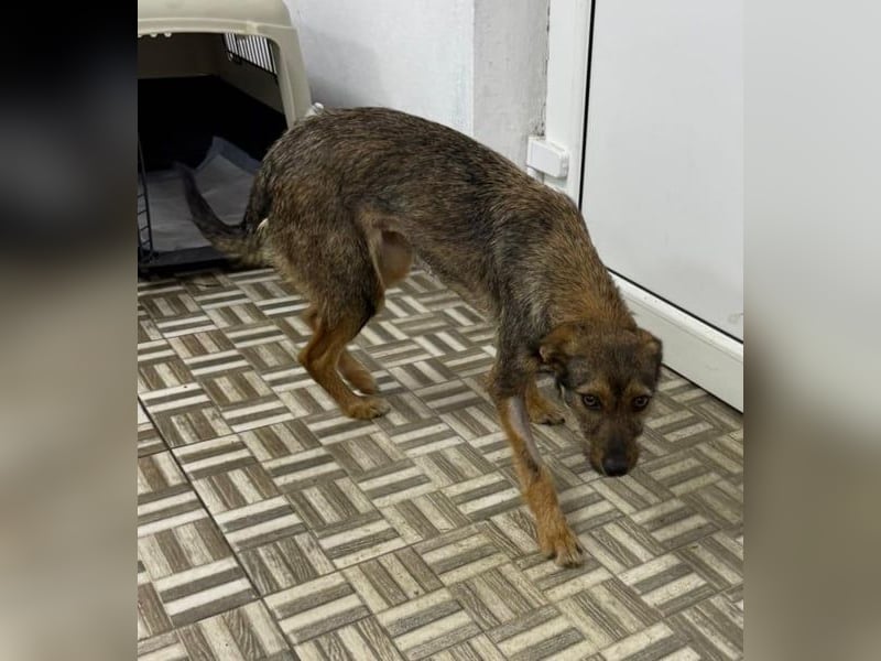 ⭐️ Alexa⭐️, liebevolles Hundekind, 10 Monate, 36 cm, Mischling, Tierschutz