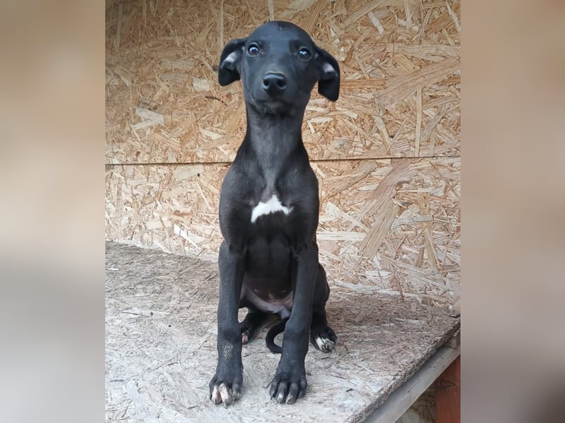 Suki Tierschutzhund sucht  ein Zuhause