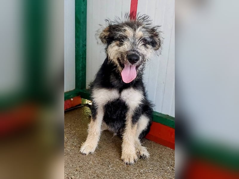 Ozzy - sucht eine herzliche Familie!