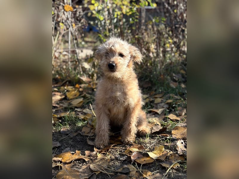 Masni - Zuckersüße Hündin sucht Zuhause