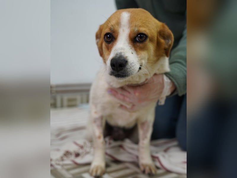 SOPHIA, sanfte junge Hündin, über 1 Jahr, 33 cm, Mischling, Tierschutz Rumänien