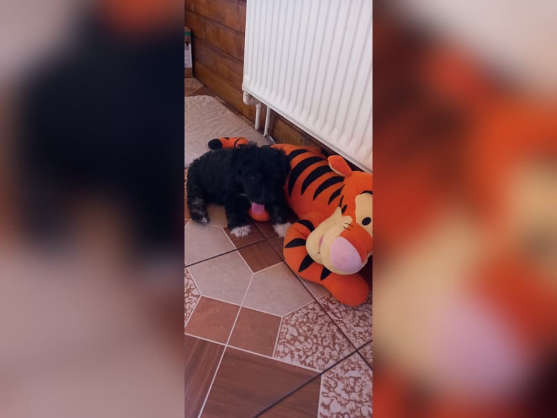Lucky - kleiner Rüde sucht liebevolles Zuhause