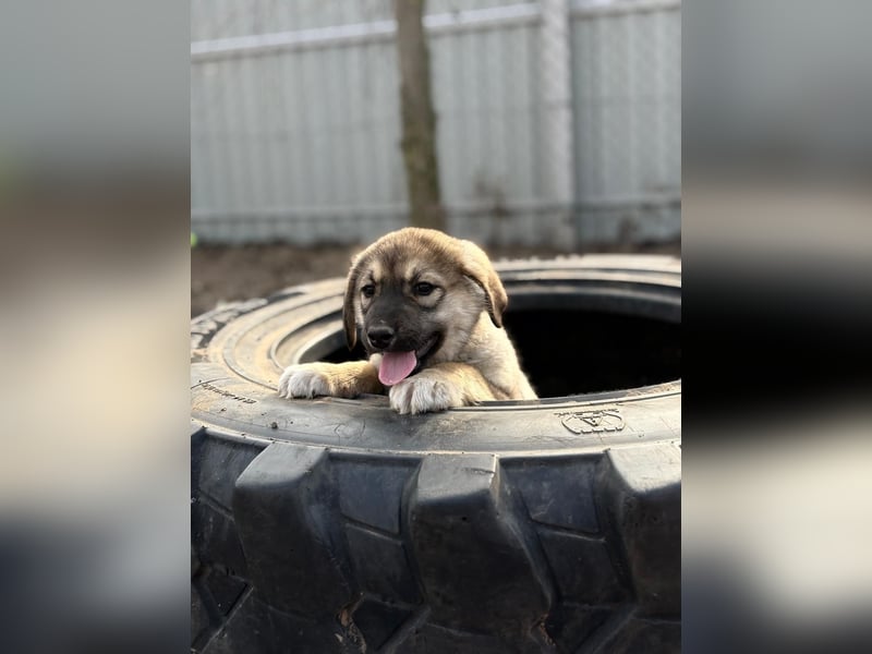Nevin träumt von einem eigenen Zuhause