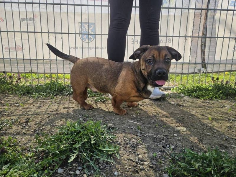 Gazsi sucht seine Menschen