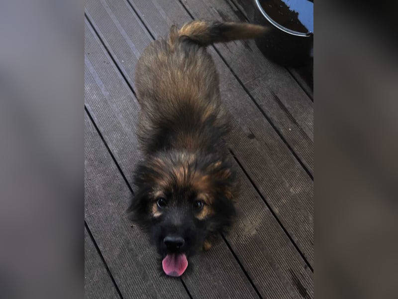 URSULET, niedlicher Welpe, 4 Monate, 25 cm, Pflegestelle Düsseldorf, Tierschutz Rumänien