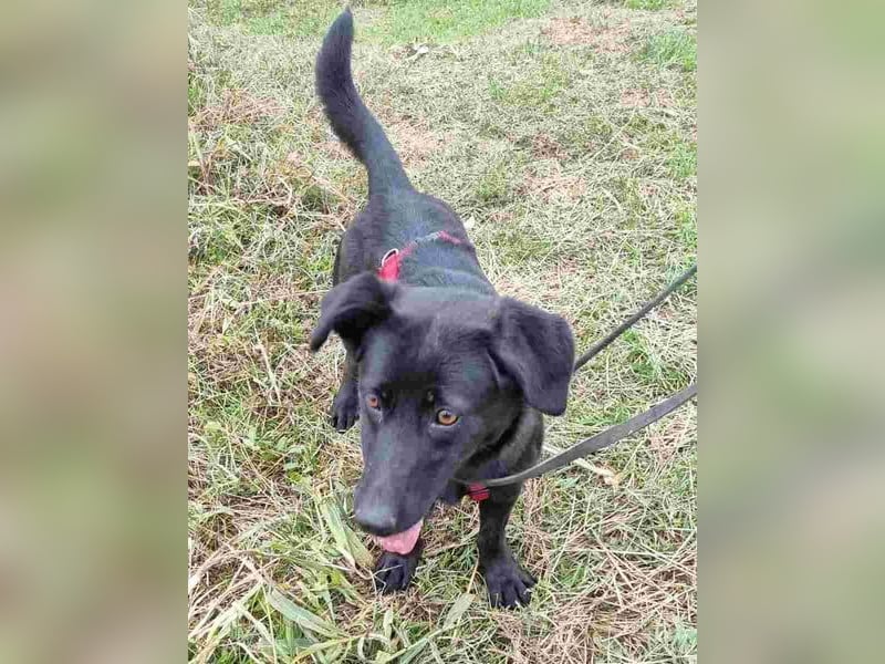 ⭐️MARIUCA⭐️, witzige, kleine Hündin, 3 Jahre, 37 cm, Mischling, Tierschutz