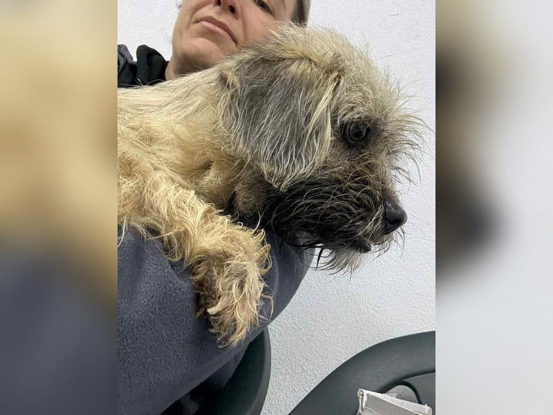 ⭐️Bruna⭐️, Knuddelmaus, Hündin, 2 Jahre, 30 cm, Mischling, Tierschutz