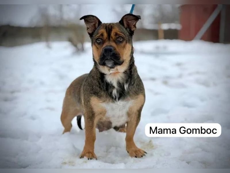 Gazsi sucht seine Menschen